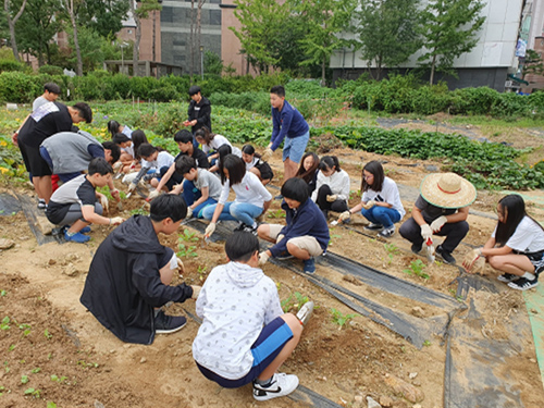 학교텃밭 사진